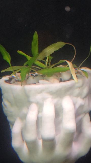 Первая посадка растения в навесной горшок