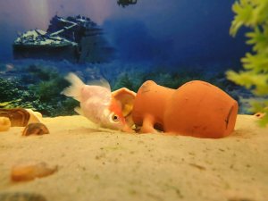 ПОКОРМИ ГОЛДНЫХ РЫБОК !!!!!!
🐟🐠