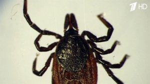 Врачи предупреждают о нашествии клещей в российских регионах.