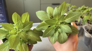 03.04.26 Томаты пикирую, Петунии. Рассада обзор