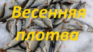 Последний лед. Ловля плотвы весной.