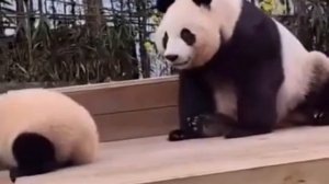 КАК ОНИ ТОЛЬКО В ПРИРОДЕ ВЫЖИВАЮТ...