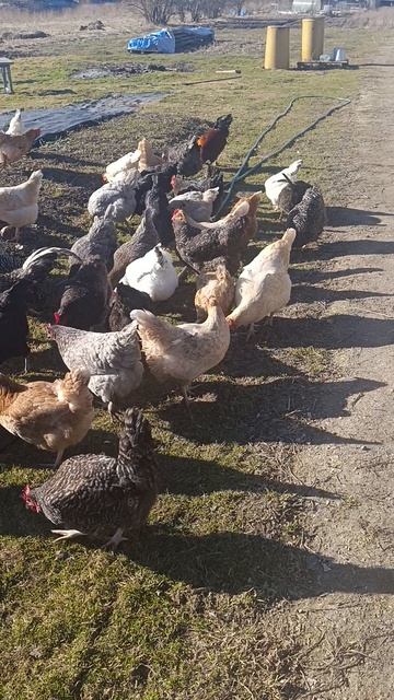 Вольный выгул у кур 🐔🐓 + вся команда в сборе 🐱🐈