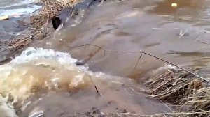 Видео от Телеканал "Русский Север" | Великий Устюг