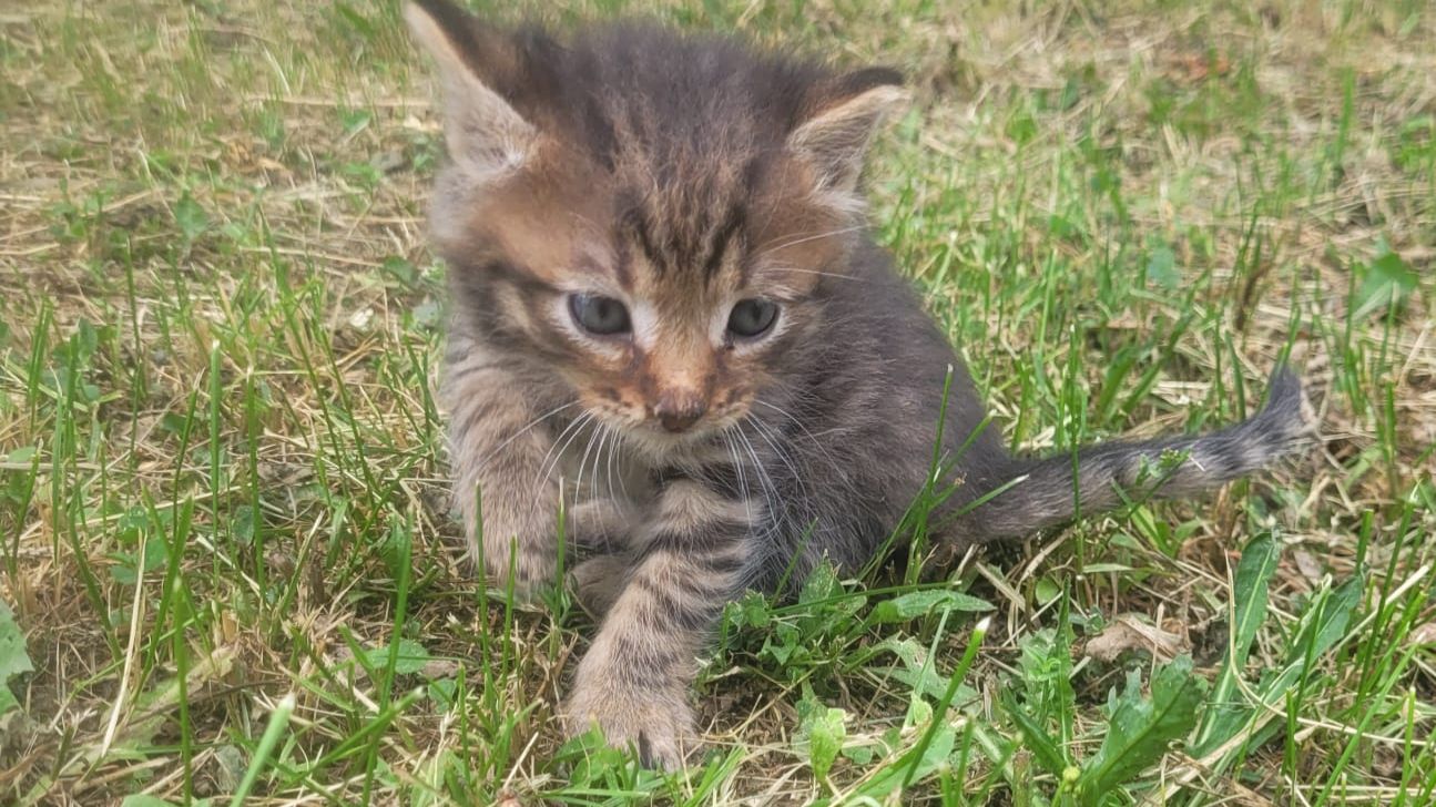 Котенок Барсюша!Как положено друзьям, все мы делим пополам!