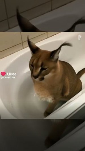шёпа