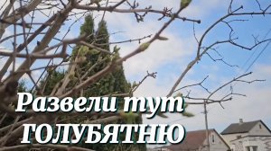 Развели тут ГОЛУБЯТНЮ! Решили ИЗБАВИТЬСЯ от ПТИЦЫ раз и навсегда!