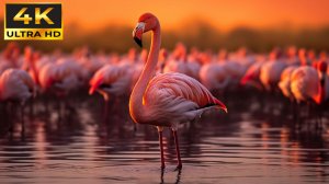 НЕПРЕВЗОЙДЕННОЕ ВИДЕО В 4К