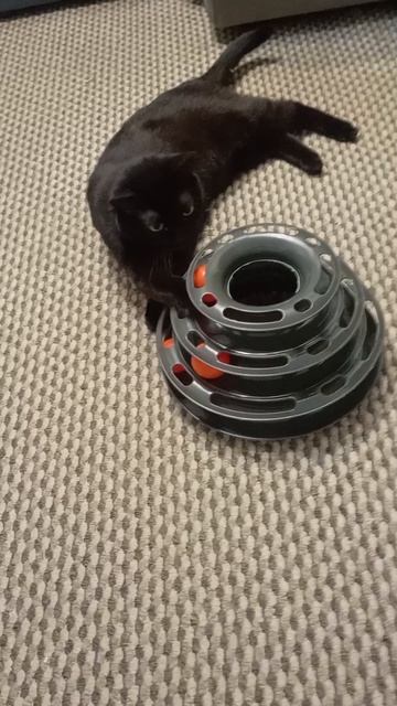 Когда ты взрослая кошка, а в душе котёнок 🐱