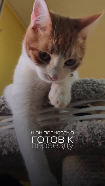 Егорка ищет дом 🐾