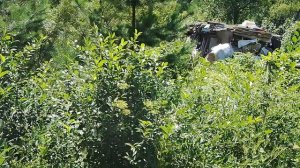 Ромашки на ветру