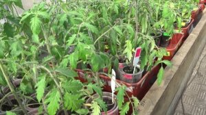 Обзор теплицы с рассадой 3 апреля 2026 года. К томатам добавились огурцы и сладкий перец.