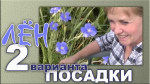 Лён. Как посадить лён у себя в огороде. Подушка из льна