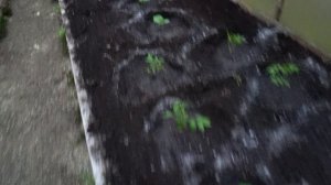 Цветут томаты высадили огурцы