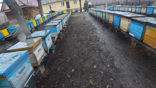 3 апреля 2026 года Дождливый день на пасеке