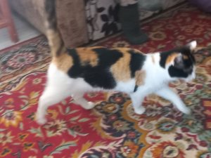 йцукенгшщзхфывапролджэячсмитьбю