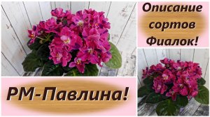 Описание сортов Фиалок! РМ-Павлина!