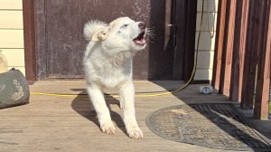 Реакция щенка на манок