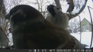 Птицы на кормушке в САДУ / ФОТОЛОВУШКА