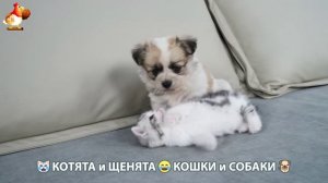 Котята и щенята 🐈🐶 Кошки и собаки 🤗 Про животных (8)