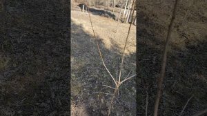 Видио для Ирины.