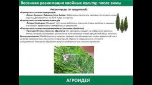 Весенняя подкормка хвойных, уход, защита, Зеленая игла,Эпин, Циркон