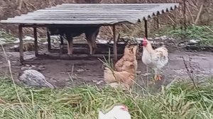 Кура и собачка💓