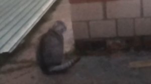 Котанекдот