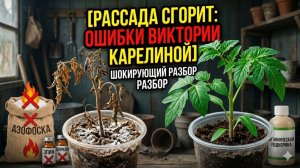 Почему рецепт Виктории Карелиной убивает рассаду вся правда о шокирующей подкормке с Алтая