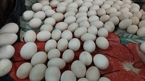 03-04-2026 инкубация утиных яиц %%