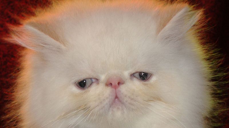 Оригинал фабрики