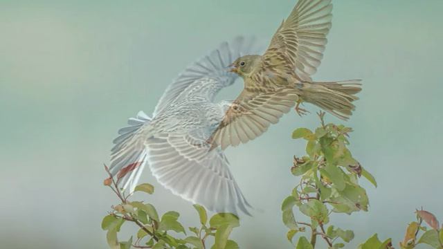 Жаворонок - М.И. Глинка.