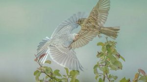 Жаворонок - М.И. Глинка.