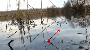 Карась на поплавок 2 апреля у тростника на дальнем пруду! Лучший улов за 13 лет тут!