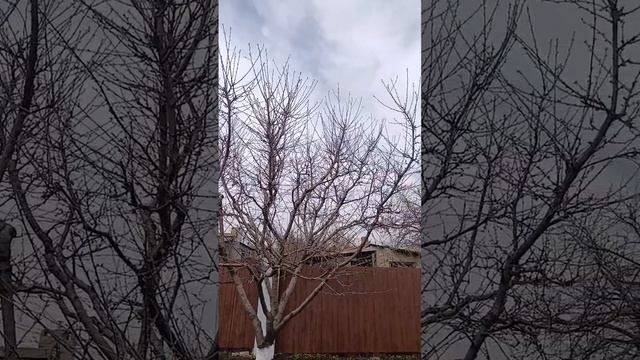 Система клик на промежуточной вишне