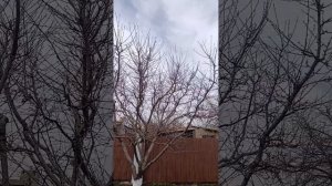 Система клик на промежуточной вишне