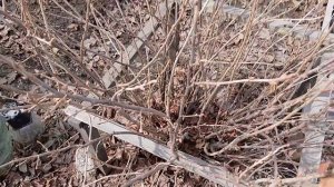 Рассадный 2026 г. Смородина ранней весной.