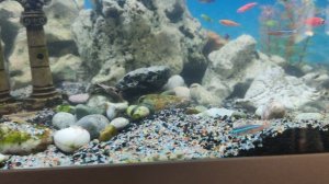 рыбки 03.04.2026г