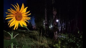 А. Пушкин. Я вас любил...