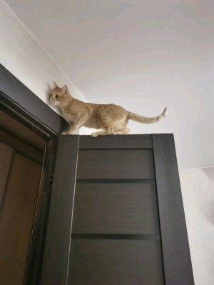 футбол 5 стрим