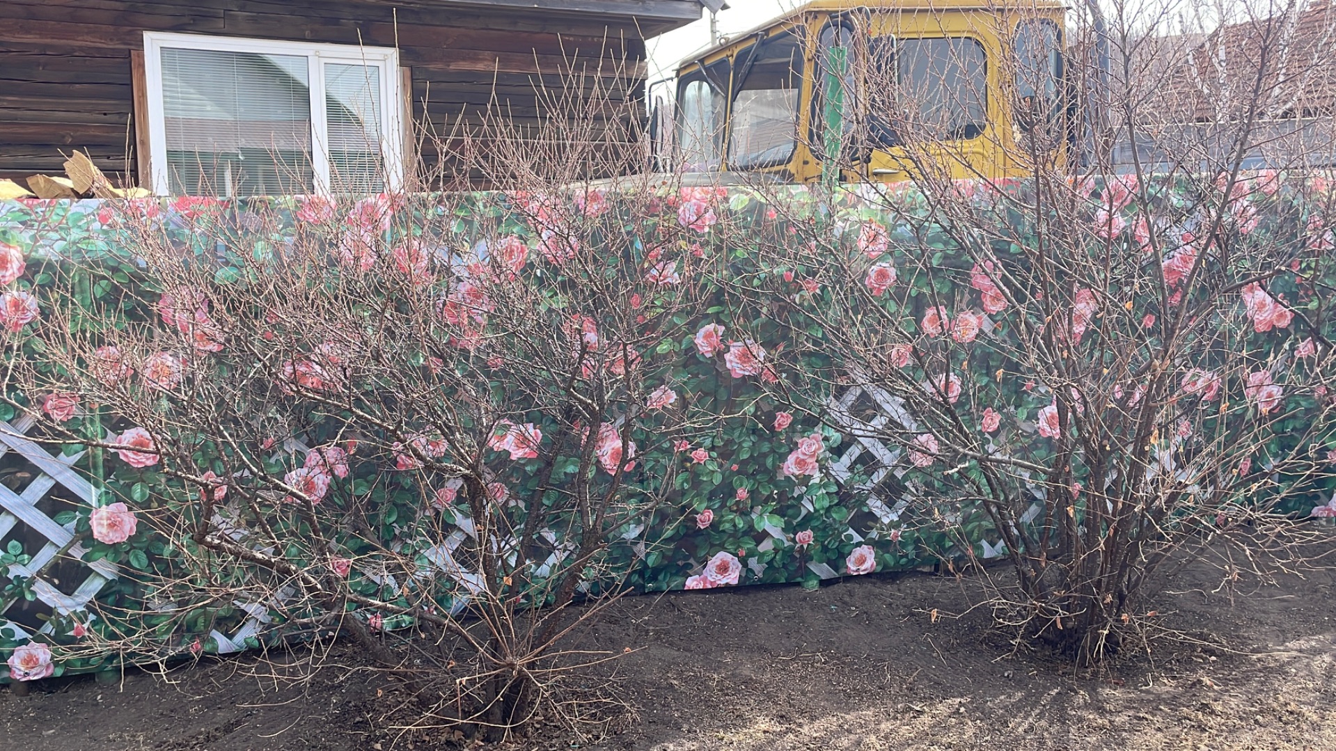 Высаживаю Озимый чеснок в открытый грунт. Задекорировали свой не красивый забор, стало здорово!