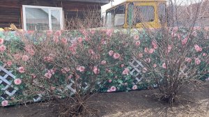 Высаживаю Озимый чеснок в открытый грунт. Задекорировали свой не красивый забор, стало здорово!