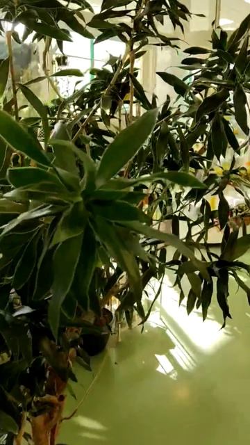 Драцена рефлекса бранч в подарок - отбираем для вас лучшие растения!