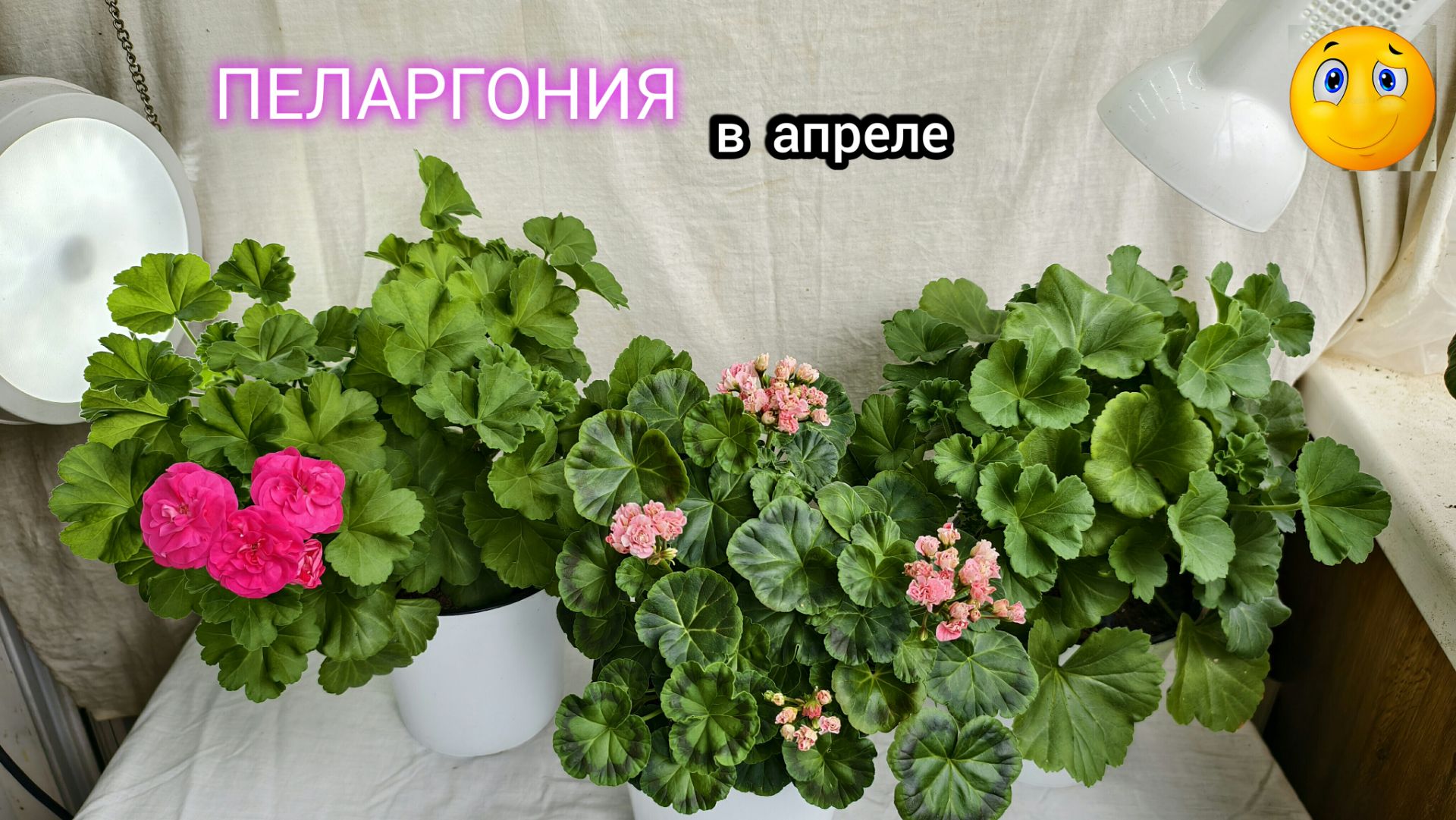 ПЕЛАРГОНИЯ в апреле на балконе.