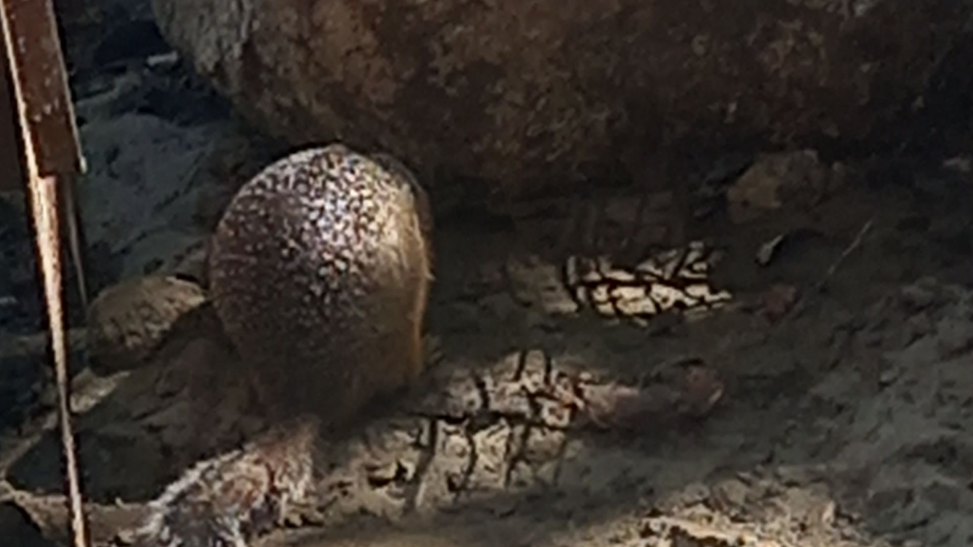 Горный Алтай просто кишит такими животными. Имуранка во всей