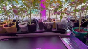 Рассада вытягивается, как выращиваю томаты. Секреты богатого урожая