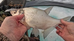 Ловля леща и окуня  2 апреля 2026г