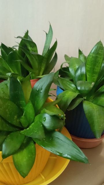 1000039415.mp4Не отказалась от покупки