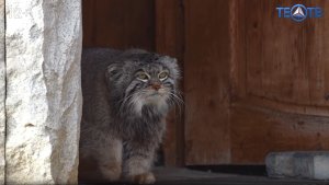 В Московском зоопарке начался сезон прогулок!