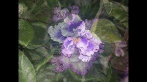 Фиалки. 3 апреля 2026